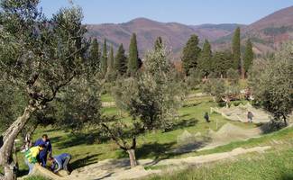 Raccolta olive Montemurlo