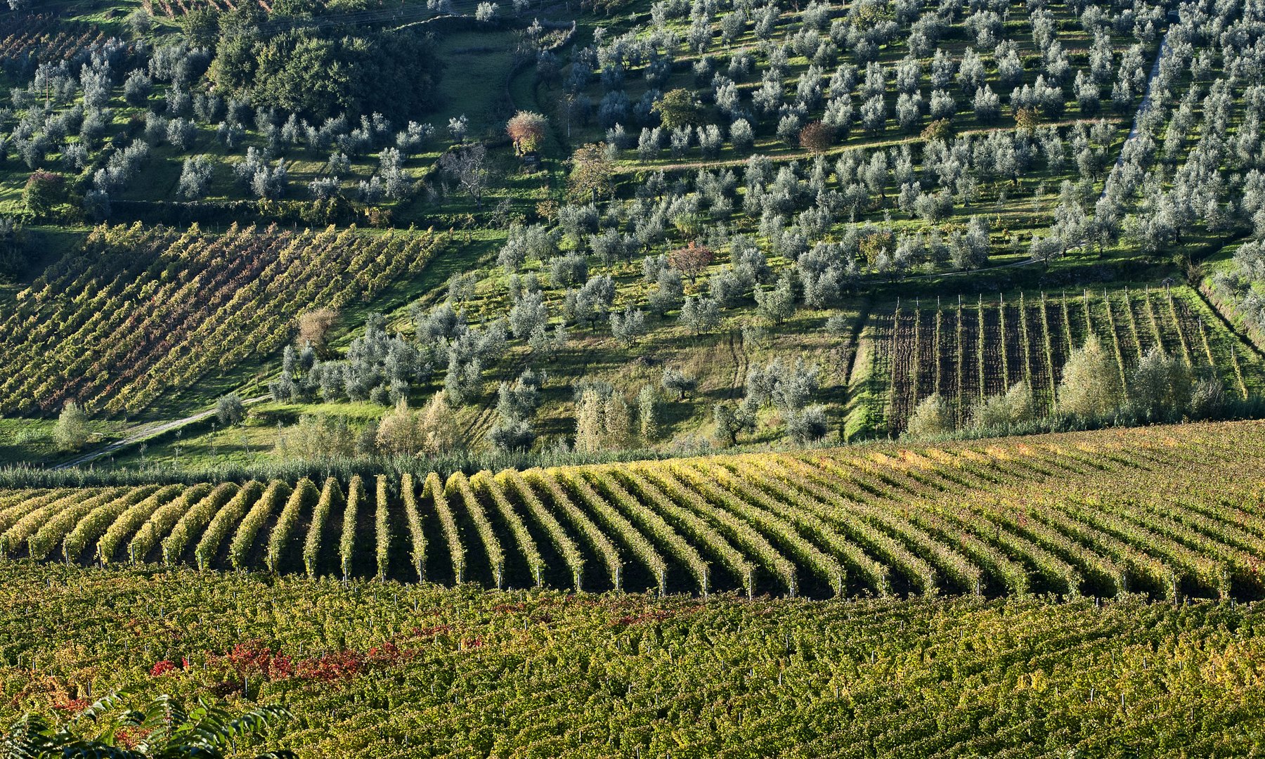 Montalbano vigne e olivi