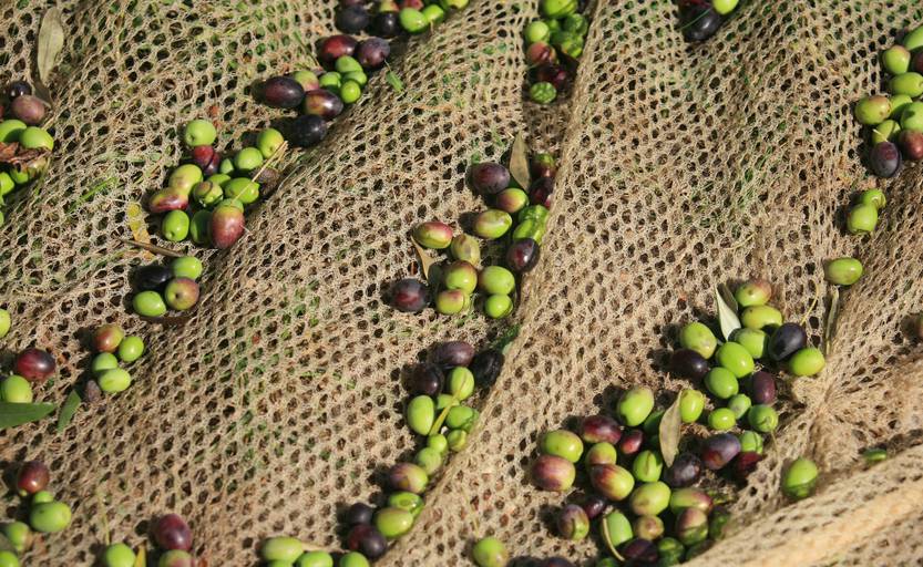 olive raccolta