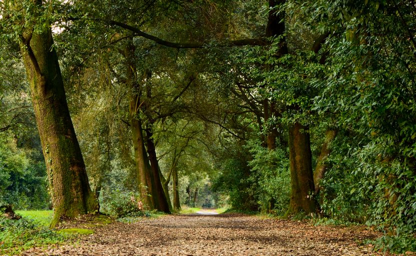 cascine-di-tavola-viale