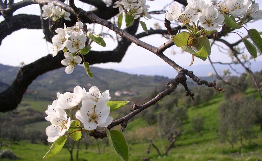 montalbano-frutti-fiori-1