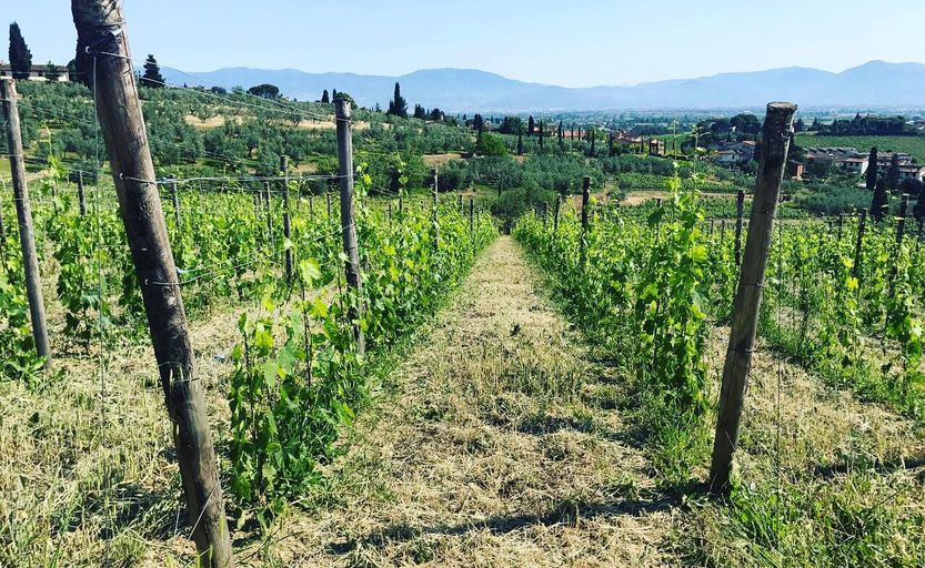 Azienda Pratesi Carmignano