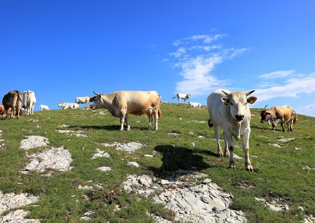 Calvana mucche al pascolo 