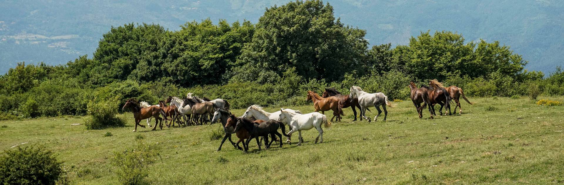 Cavalli allo stato brado in Calvana