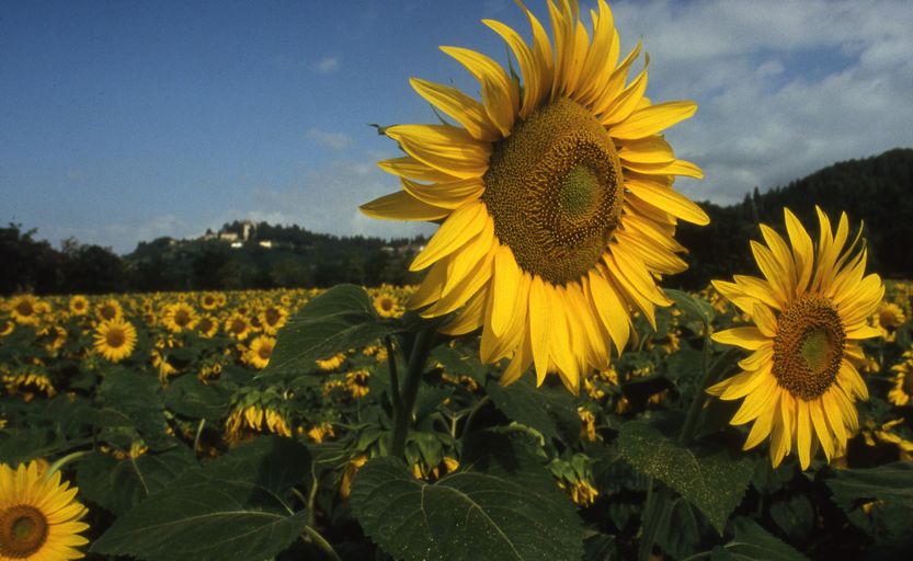 Girasoli_e_Rocca_di_Montemurlo-