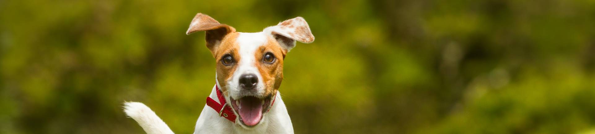 jack Russel che corre