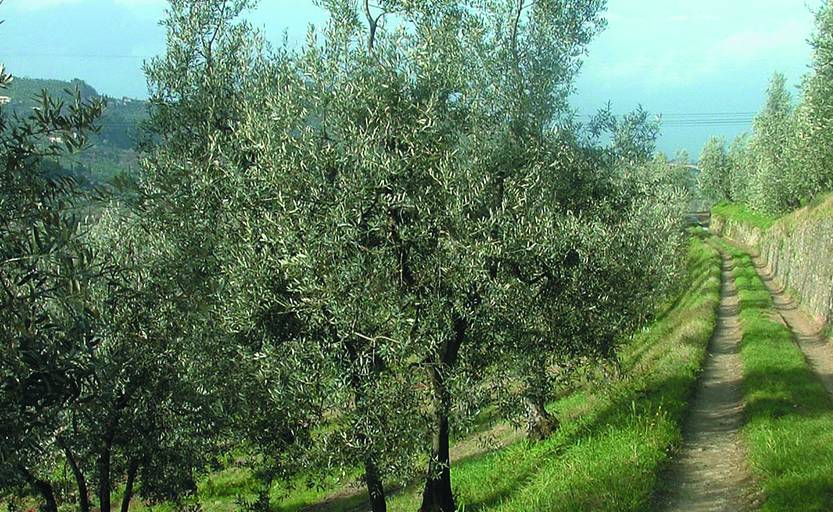 Oliveta Carmignano Località Fontanaccio
